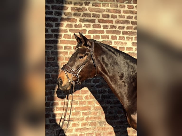 Hanoverian Mare 6 years 16 hh Bay-Dark in Kempen