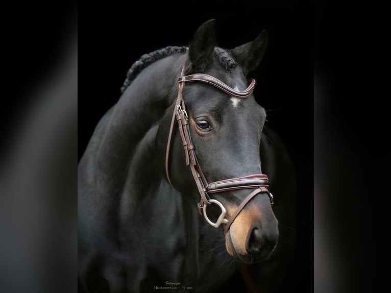 Hanoverian Mare 6 years 16 hh Bay-Dark in Dohren