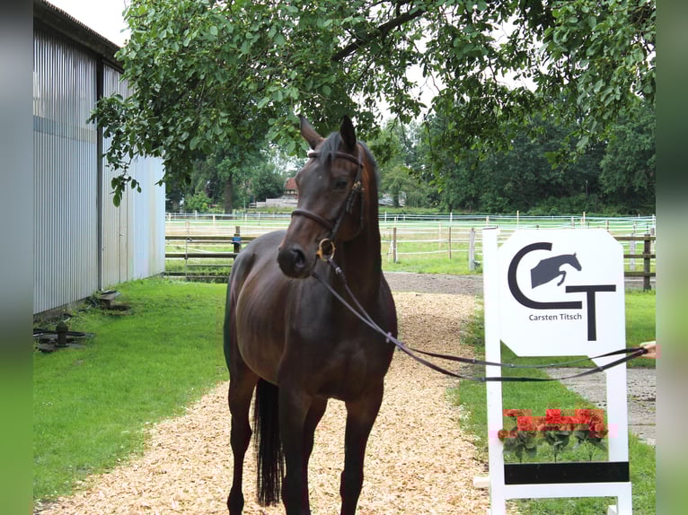 Hanoverian Mare 6 years 16 hh Bay-Dark in Langlingen