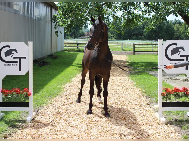 Hanoverian Mare 6 years 16 hh Bay-Dark in Langlingen