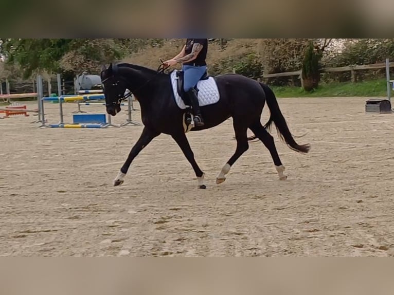 Hanoverian Mare 6 years 16 hh Black in Wuppertal