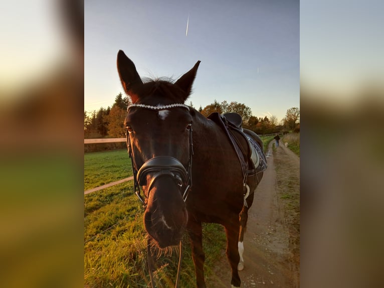 Hanoverian Mare 6 years 16 hh Black in Wuppertal