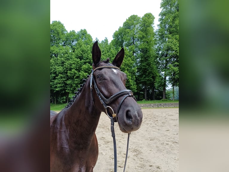 Hanoverian Mare 6 years 16 hh Black in Wuppertal