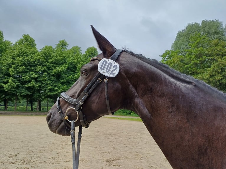 Hanoverian Mare 6 years 16 hh Black in Wuppertal