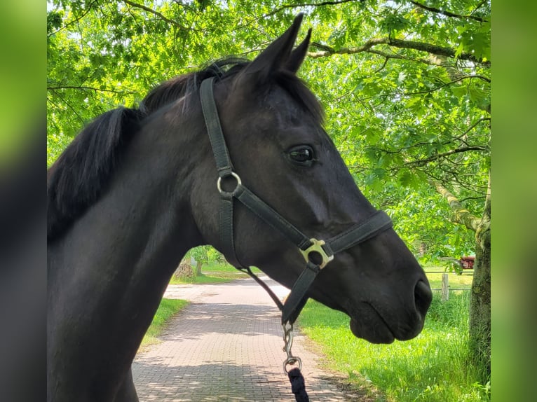 Hanoverian Mare 6 years 16 hh Black in B&#xFC;tzow