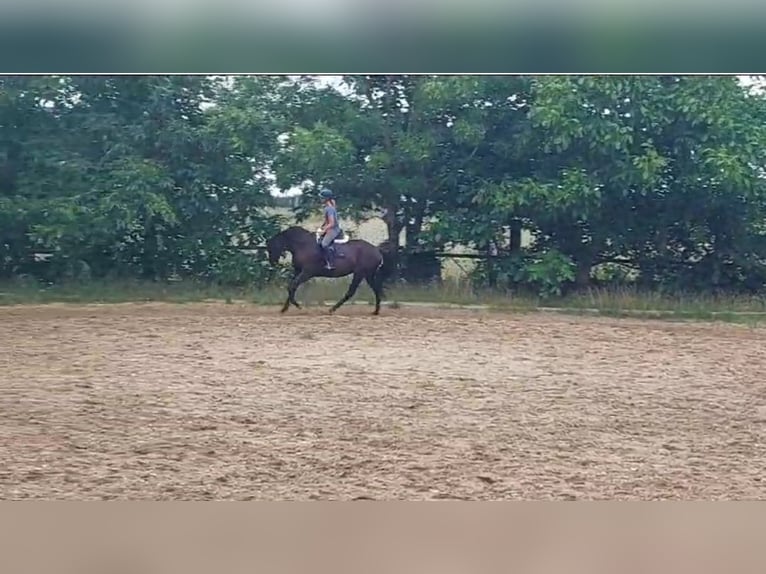Hanoverian Mare 6 years 16 hh Black in B&#xFC;tzow