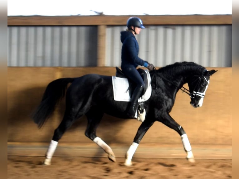 Hanoverian Mare 6 years 16 hh Black in Fredenbeck