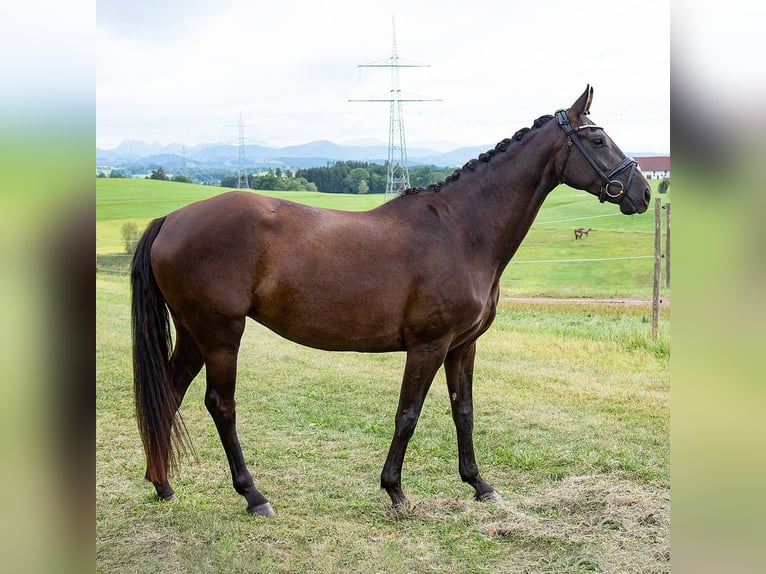 Hanoverian Mare 6 years 16 hh Black in Kempten