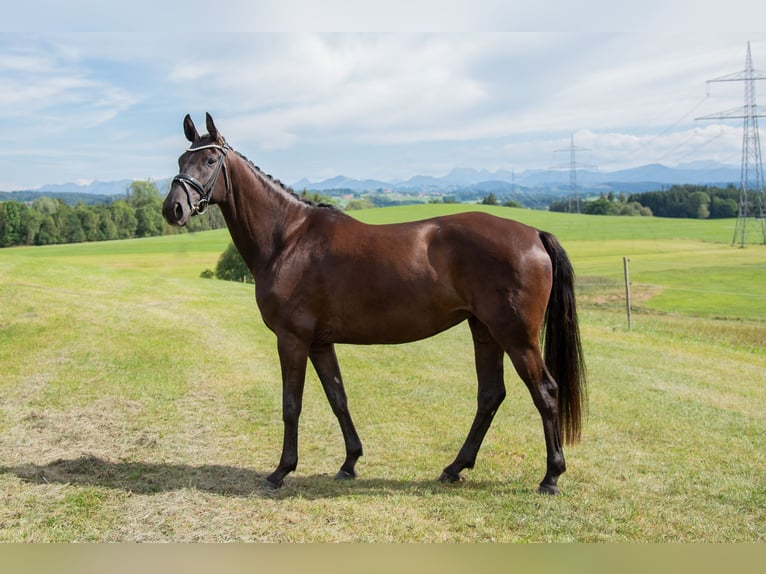 Hanoverian Mare 6 years 16 hh Black in Kempten