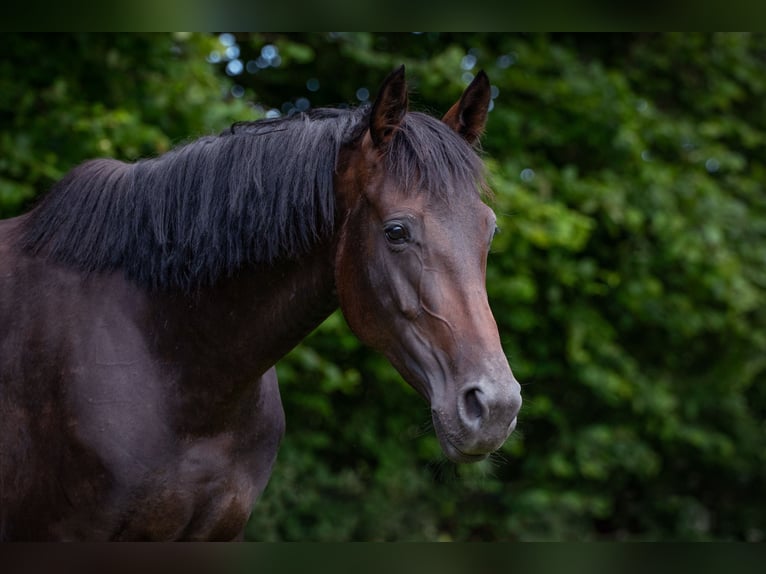 Hanoverian Mare 6 years 16 hh Brown in KirchnüchelKirchnüchel