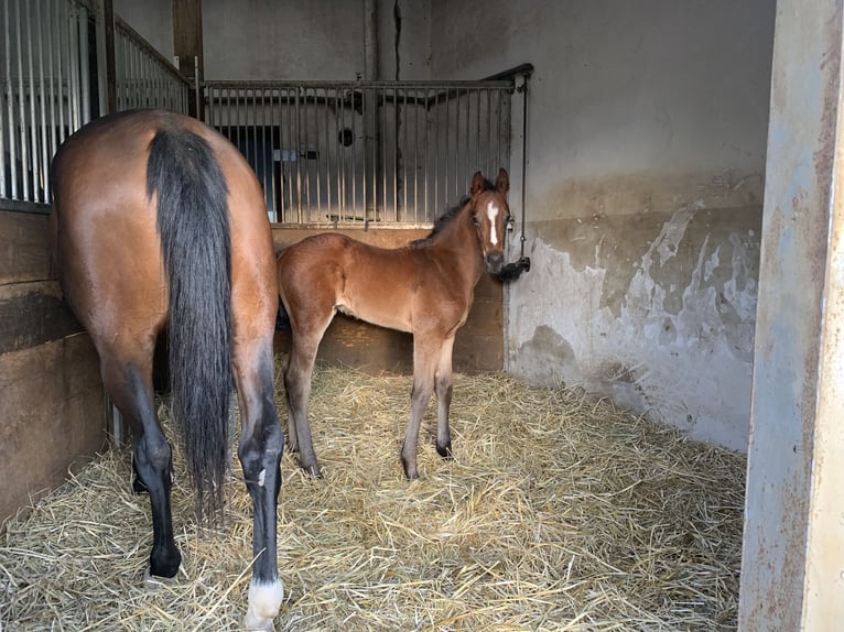 Hanoverian Mare 6 years 16 hh Brown in Oberhausen