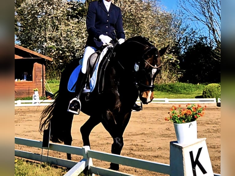 Hanoverian Mare 6 years 16 hh Brown in Hohenhameln