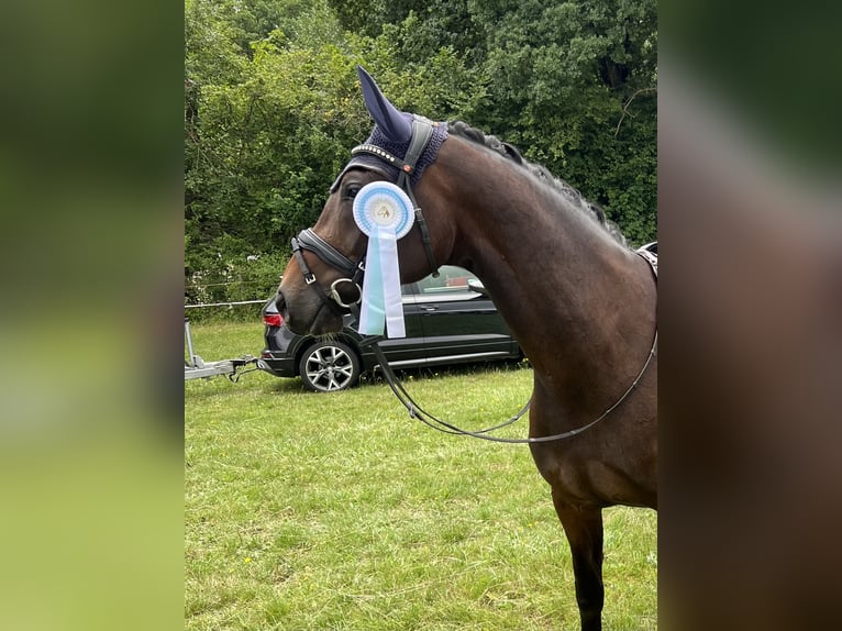 Hanoverian Mare 6 years 16 hh Brown in Windesheim