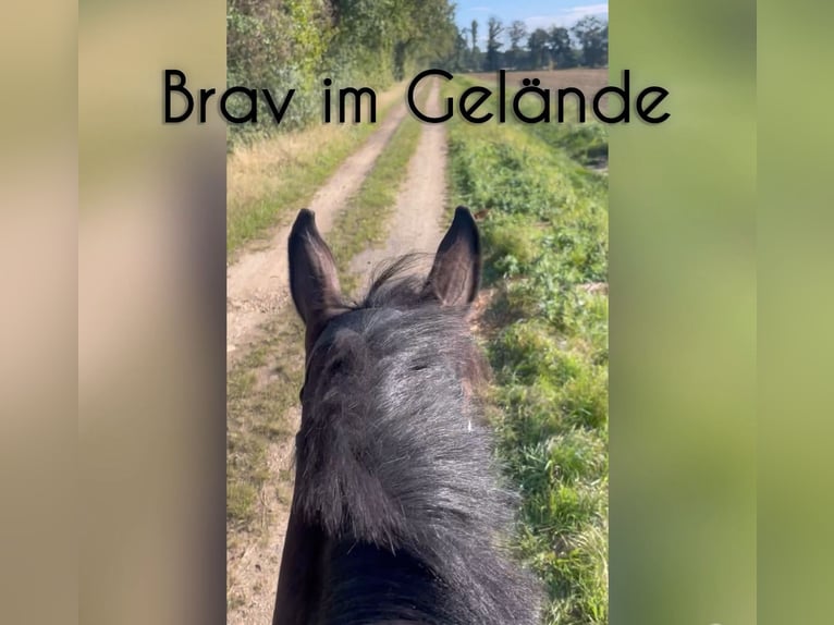 Hanoverian Mare 6 years 16 hh Brown in Dannenberg (Elbe)