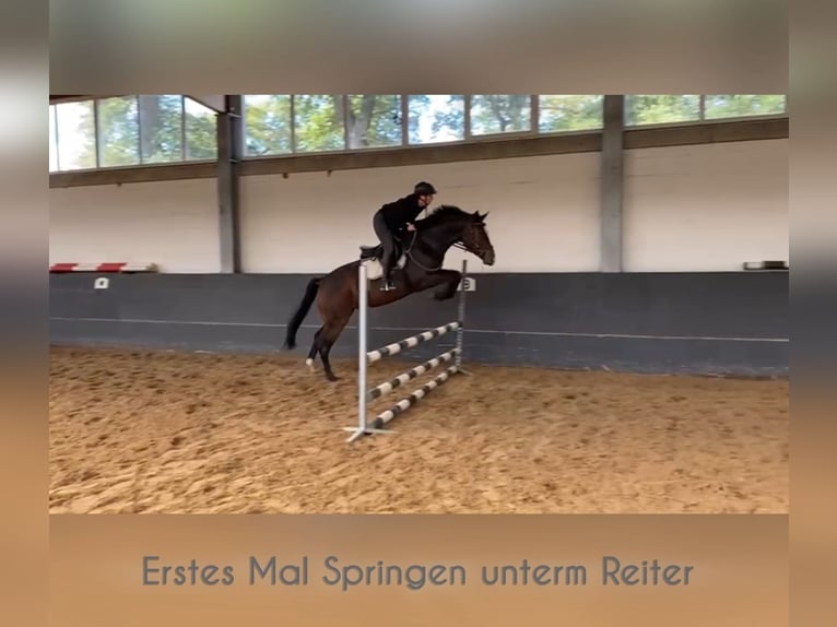 Hanoverian Mare 6 years 16 hh Brown in Dannenberg (Elbe)