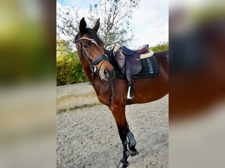 Hanoverian Mare 6 years 16 hh Brown in Dippoldiswalde