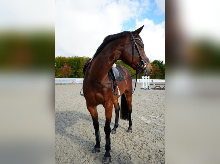 Hanoverian Mare 6 years 16 hh Brown in Dippoldiswalde
