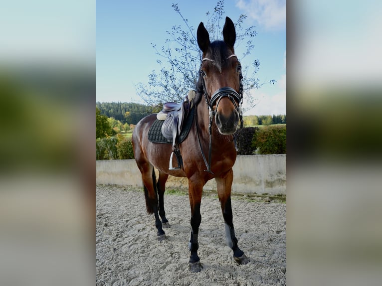 Hanoverian Mare 6 years 16 hh Brown in Dippoldiswalde