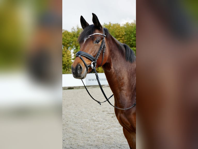 Hanoverian Mare 6 years 16 hh Brown in Dippoldiswalde