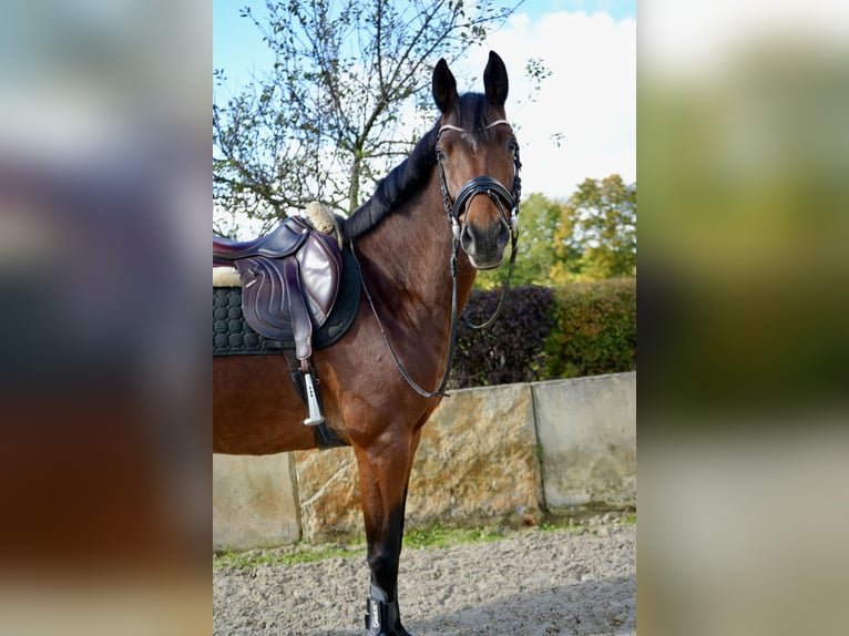 Hanoverian Mare 6 years 16 hh Brown in Dippoldiswalde