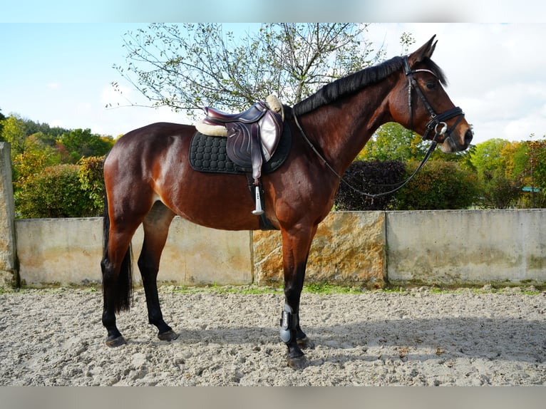 Hanoverian Mare 6 years 16 hh Brown in Dippoldiswalde