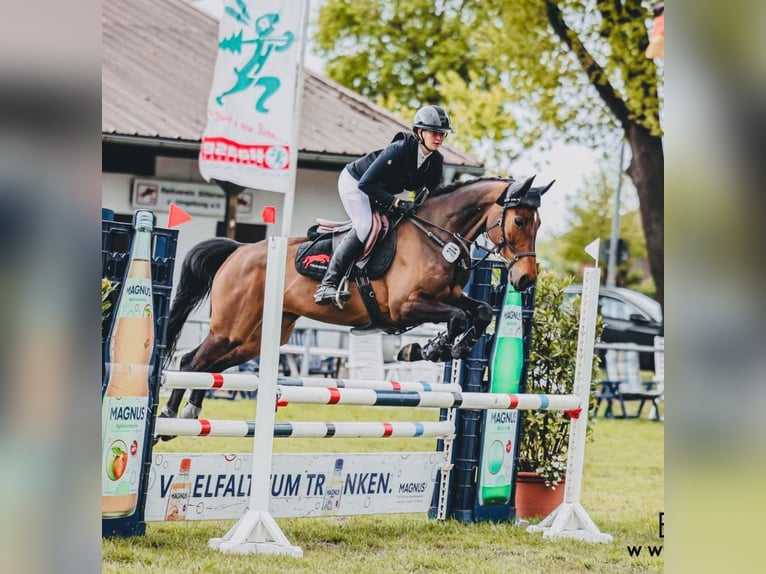Hanoverian Mare 6 years 16 hh Brown in Heeslingen