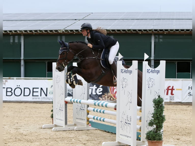 Hanoverian Mare 6 years 16 hh Brown in Schlins