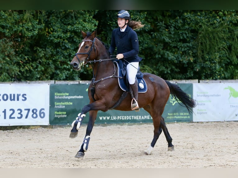 Hanoverian Mare 6 years 16 hh Brown in Schlins