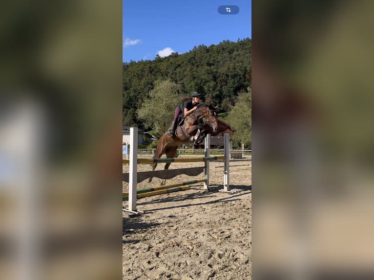 Hanoverian Mare 6 years 16 hh Brown in Schlins