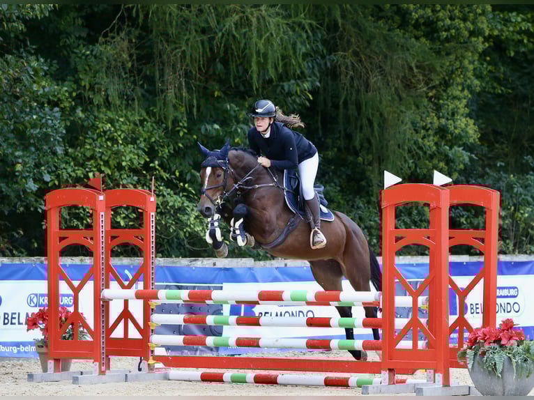 Hanoverian Mare 6 years 16 hh Brown in Schlins