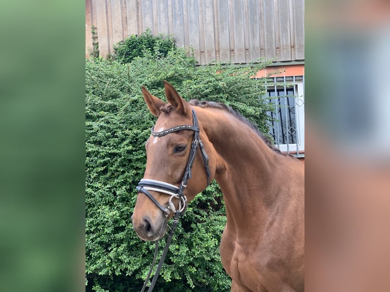 Hanoverian Mare 6 years 16 hh Chestnut in Hepstedt