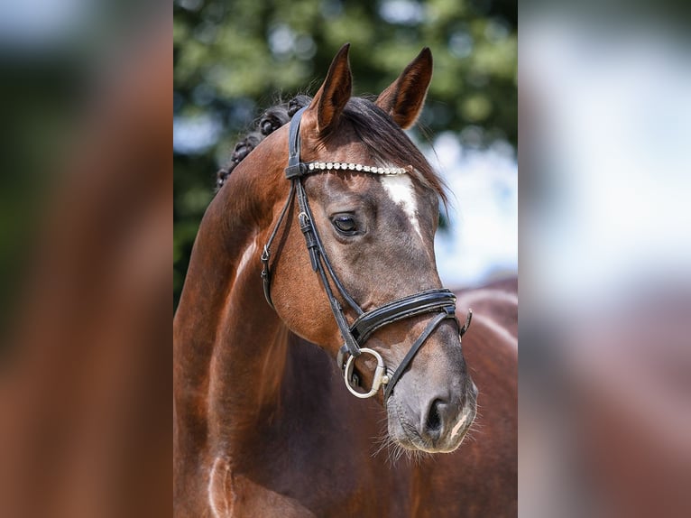 Hanoverian Mare 6 years 16 hh Chestnut in Riedstadt