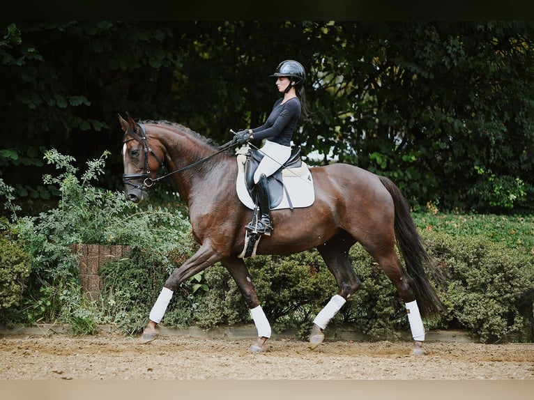 Hanoverian Mare 6 years 16 hh Chestnut in Riedstadt