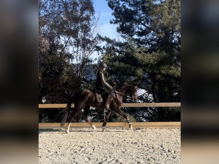 Hanoverian Mare 6 years 16 hh Chestnut in Reichenau