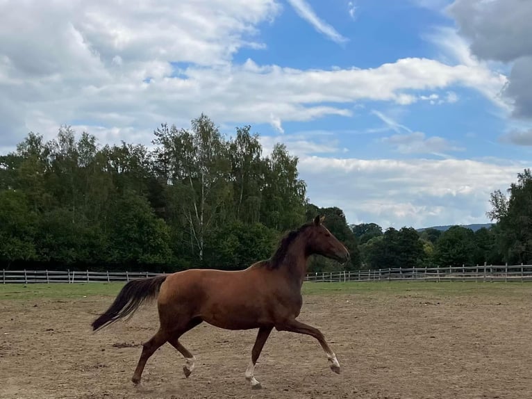 Hanoverian Mare 6 years 16 hh Chestnut in Zell