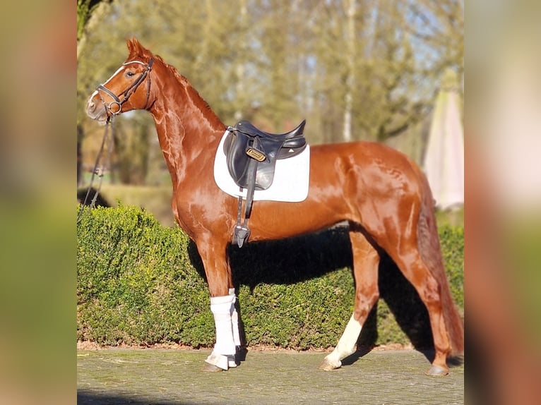 Hanoverian Mare 6 years 16 hh Chestnut-Red in Warendorf