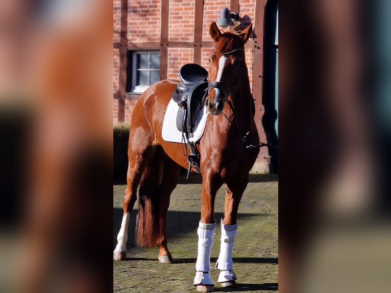 Hanoverian Mare 6 years 16 hh Chestnut-Red in Warendorf