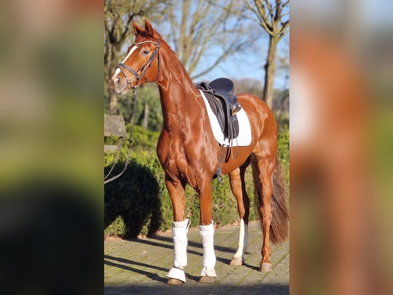 Hanoverian Mare 6 years 16 hh Chestnut-Red in Warendorf