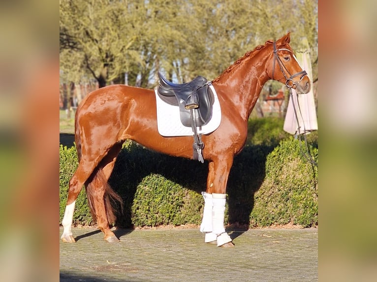 Hanoverian Mare 6 years 16 hh Chestnut-Red in Warendorf