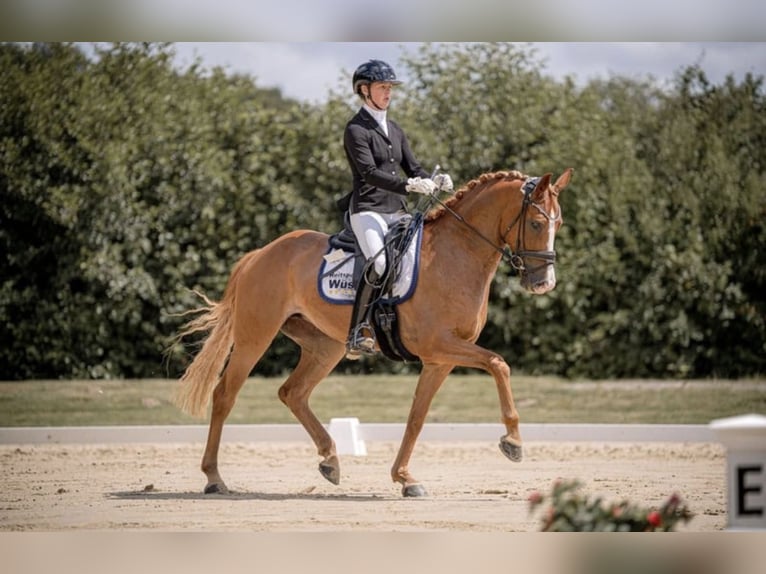 Hanoverian Mare 6 years 16 hh Chestnut-Red in Münster