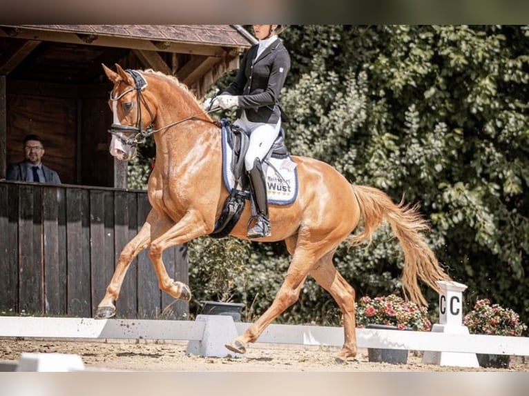 Hanoverian Mare 6 years 16 hh Chestnut-Red in Münster