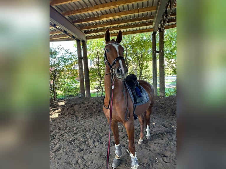 Hanoverian Mare 6 years 16 hh Chestnut-Red in Wahrenholz