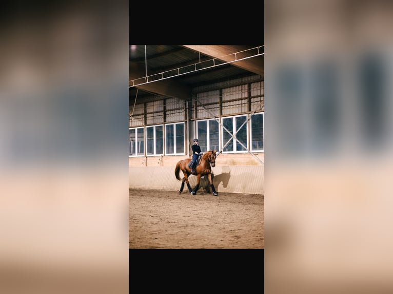 Hanoverian Mare 6 years 16 hh Chestnut-Red in Hamburg Osdorf