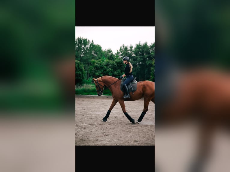 Hanoverian Mare 6 years 16 hh Chestnut-Red in Hamburg Osdorf