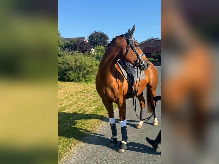 Hanoverian Mare 6 years 16 hh Chestnut-Red in Hamburg Osdorf