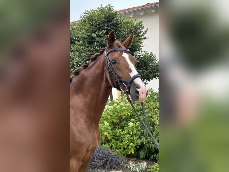 Hanoverian Mare 6 years 16 hh Chestnut-Red in Unterschneidheim