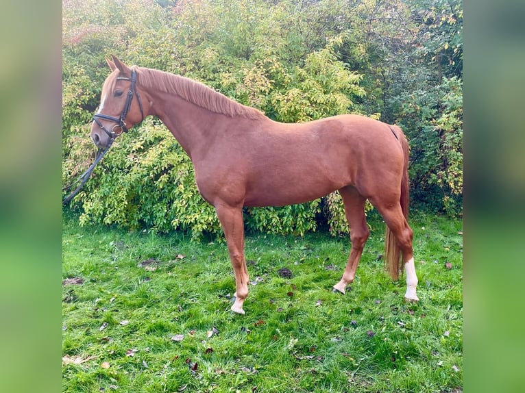 Hanoverian Mare 6 years 16 hh Chestnut-Red in Essen (Oldenburg) Hanoverian Mare 6 years 16 hh Chestnut-Red in Essen (Oldenburg)