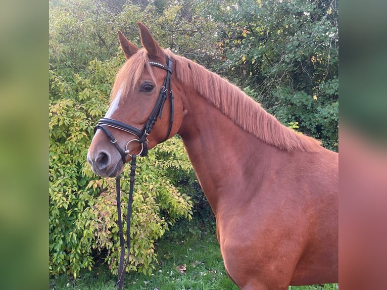 Hanoverian Mare 6 years 16 hh Chestnut-Red in Essen (Oldenburg) Hanoverian Mare 6 years 16 hh Chestnut-Red in Essen (Oldenburg)