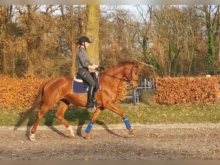 Hanoverian Mare 6 years 16 hh Chestnut-Red in Emsdetten