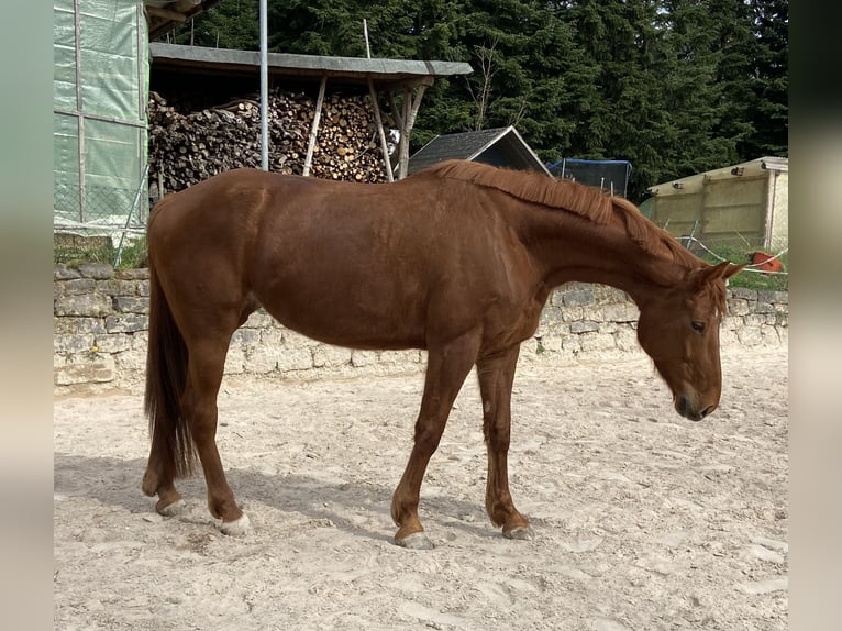 Hanoverian Mare 6 years 16 hh Chestnut-Red in Gaggenau